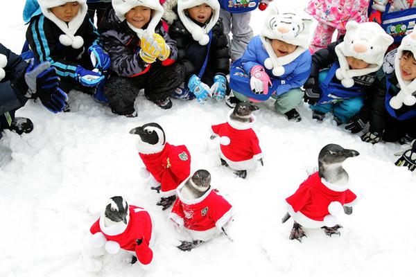 Рождество в Корее (16 фото)