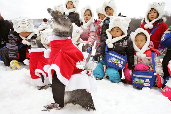 Рождество в Корее (16 фото)