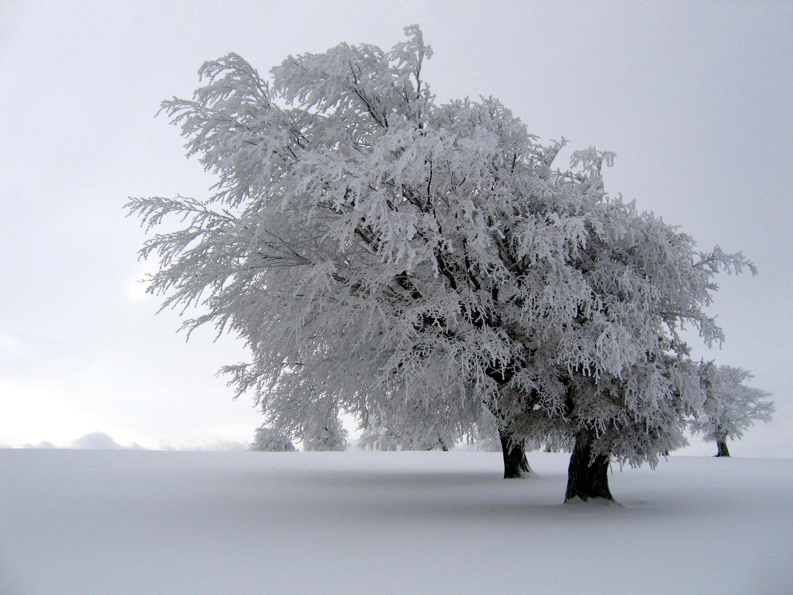 Зимние пейзажи (30-12-2008)