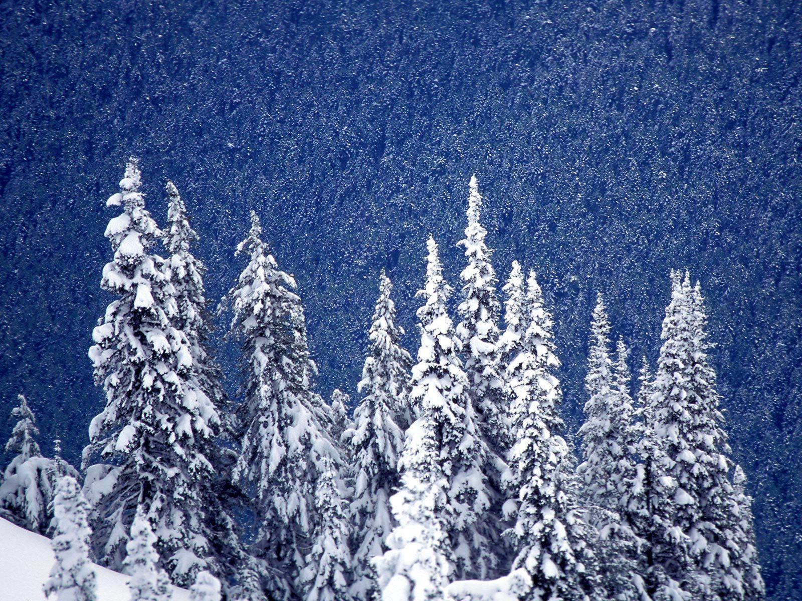 Зимние пейзажи (30-12-2008)
