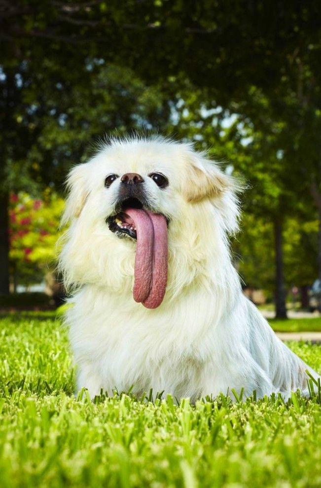 Самый длинный язык у собаки – 11,43 см – принадлежит Пагги – пекинесу Беки Стэнфорда (из США). Измерения проходили в ветеринарной клинике «Avondale Haslet Animal Clinic», штат Техас, 8 мая 2009 года, когда Пагги было девять лет. (Paul Michael Hughes / Guinness World Records)
