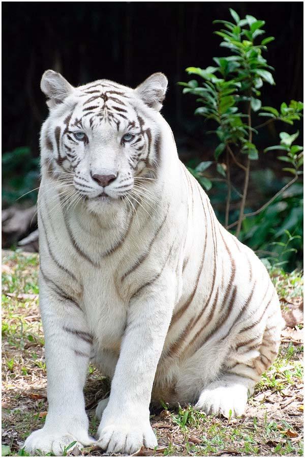 Фото, белый тигр (28-12-2009)