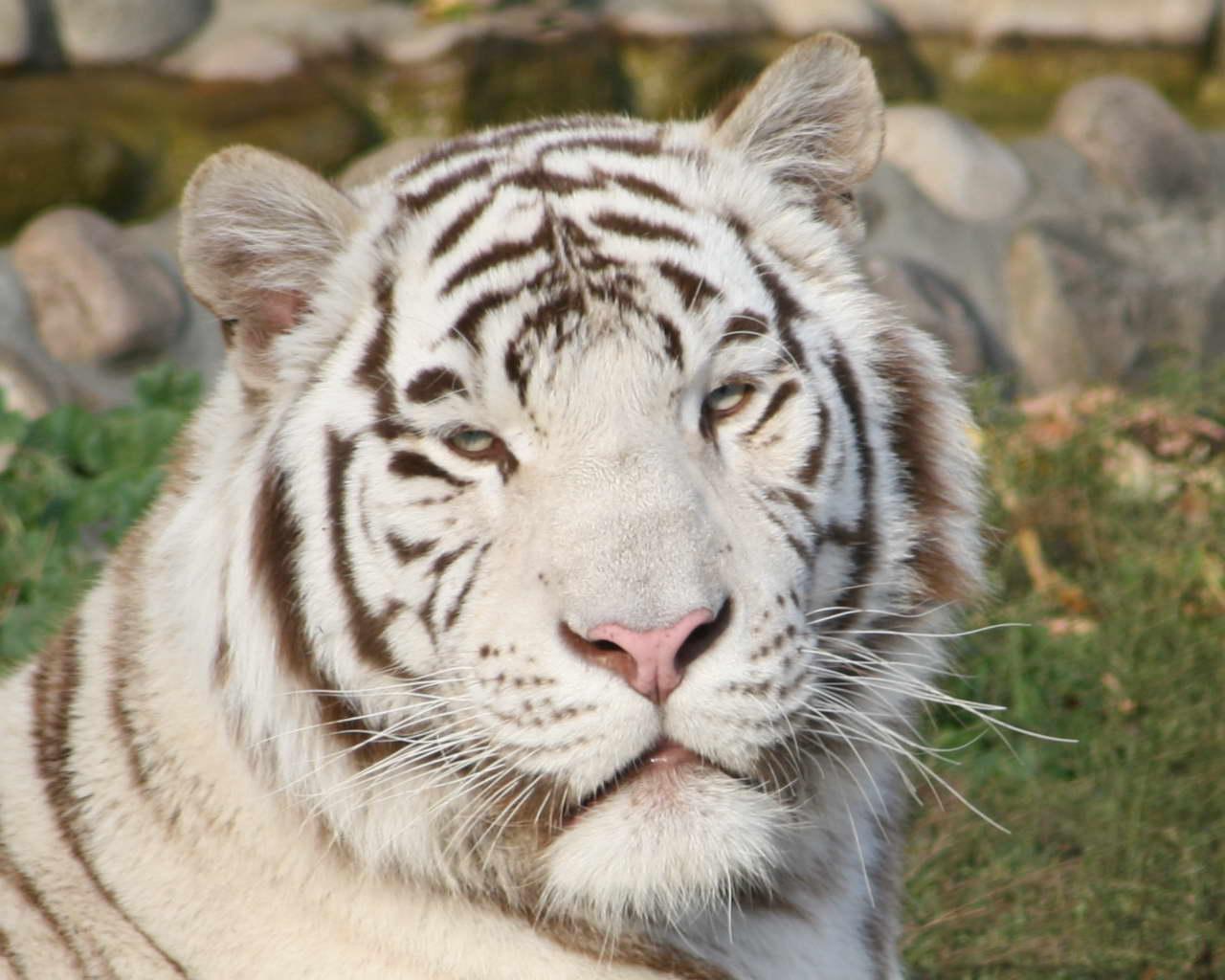 Фото, белый тигр (28-12-2009)